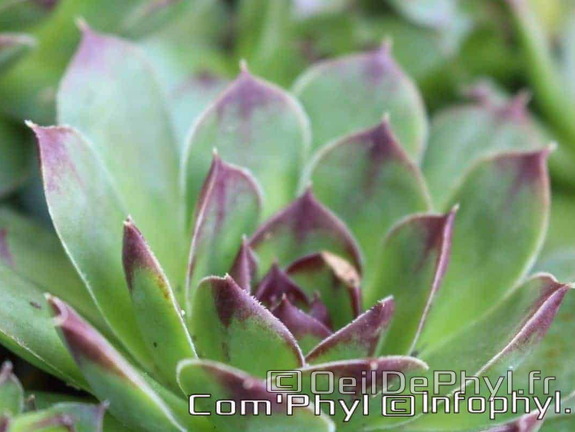 Pdj : 27 mars 2020 - Fleurs de printemps