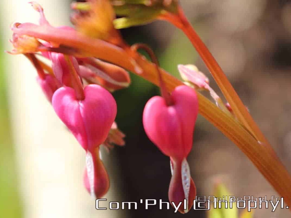 Pdj : 27 mars 2020 - Fleurs de printemps