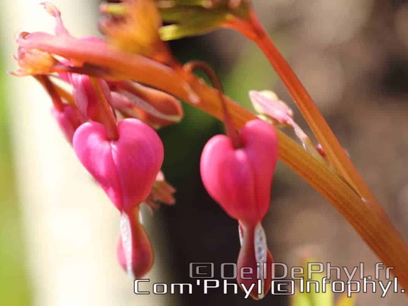 Pdj : 27 mars 2020 - Fleurs de printemps