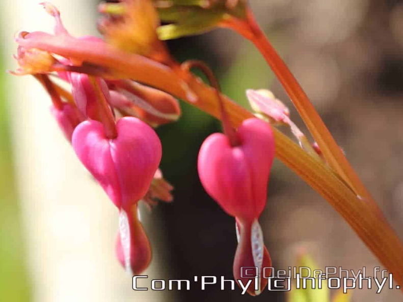 Pdj : 27 mars 2020 - Fleurs de printemps