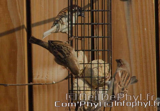 Les oiseaux dans mon jardin