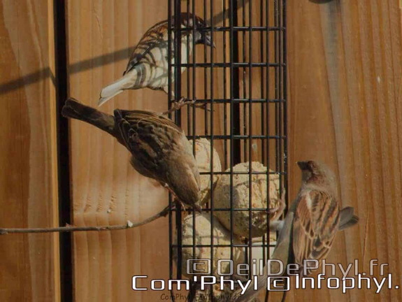 oiseaux-sur-la-mangeoire-1