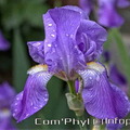 Iris mauve de notre jardin