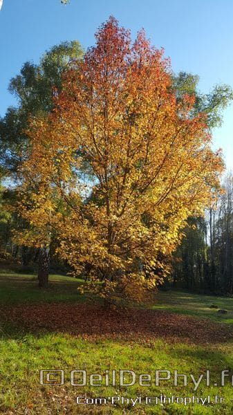 Arbres de l'automne