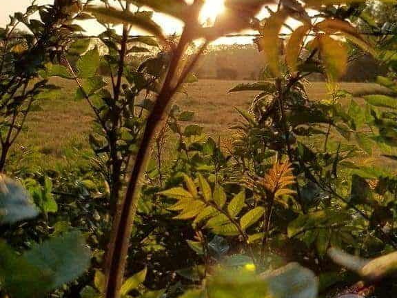 Coucher de Soleil sur feuillage