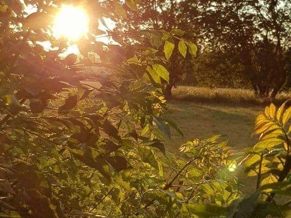 Coucher de Soleil sur feuillage