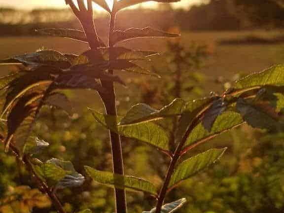 Coucher de Soleil sur feuillage