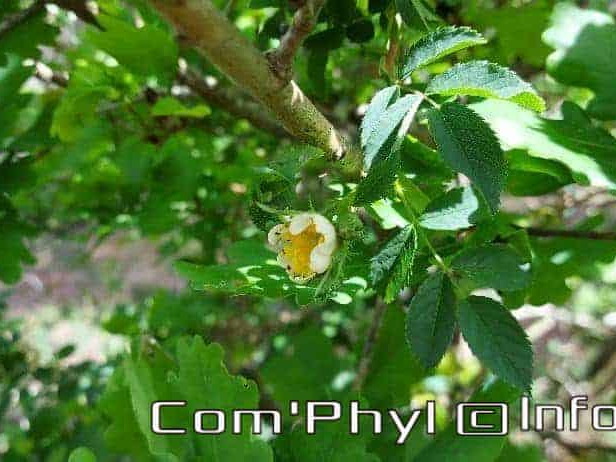 eglantier-des-chiens-ouverture-du-bouton