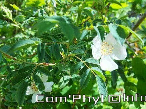 eglantier-des-chiens-3