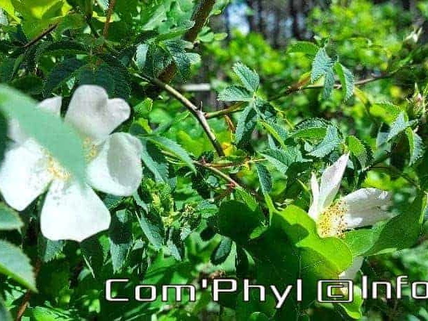 eglantier-des-chiens-2