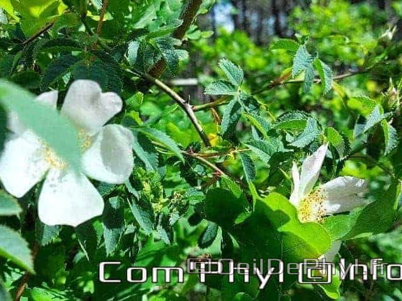 eglantier-des-chiens-2