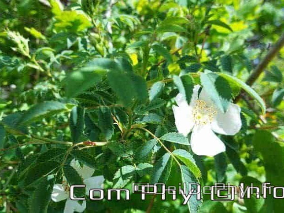 eglantier-des-chiens-4