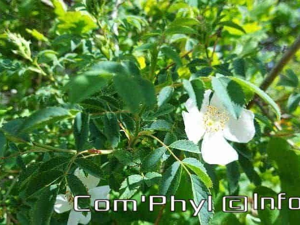 eglantier-des-chiens-4