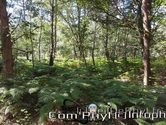 Sous bois dans la foret de Soucelles