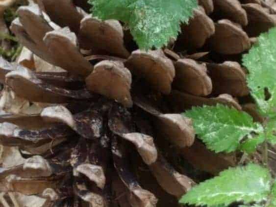 Sous bois dans la foret de Soucelles