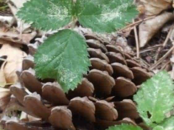 Sous bois dans la foret de Soucelles